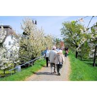 2700_2296 Spaziergänger auf dem Deich zur Obstblüte im Alten Land. | 